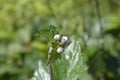 Japanese anemone Koenigin Charlotte